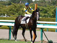 リフトザウイングス