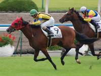 アルティシムス