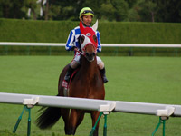 グランプリボス