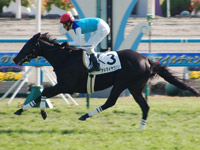 アドマイヤコリン