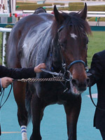 スマートロビン