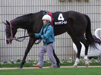 アドマイヤクーガーの母・キャッチザゴールド