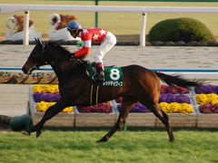 シンザン記念　ゴール前写真