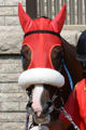 ベルシエロ写真