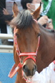 ディープブリランテ写真