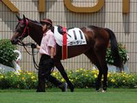 新馬戦　パドック
