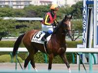 未勝利戦　本馬場入場