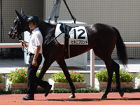 未勝利戦　パドック