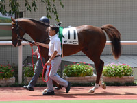 新馬戦　パドック