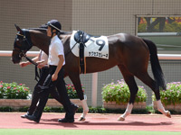 新馬戦　パドック