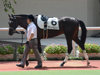 新馬戦　パドック
