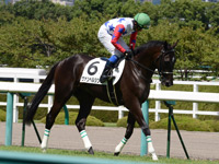 新馬戦　本馬場入場
