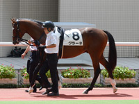 新馬戦　パドック