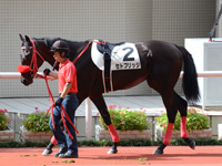 未勝利戦　パドック