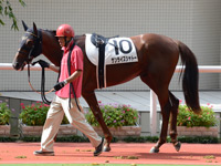 未勝利戦　パドック