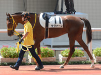 新馬戦　パドック