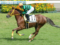 新馬戦　キャンター