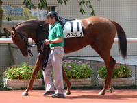 未勝利戦　パドック