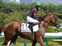 未勝利戦　本馬場入場