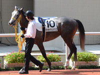 未勝利戦　パドック