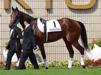 新馬戦（牝）　パドック
