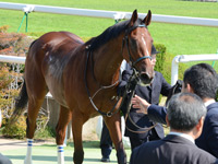 新馬戦（牝）　口取り