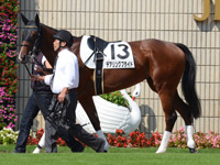 新馬戦（牝）　パドック