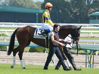 新馬戦（牝）　本馬場入場