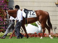 新馬戦（牝）　パドック