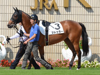 新馬戦（牝）　パドック