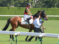 新馬戦（牝）　本馬場入場