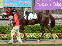 未勝利戦　パドック