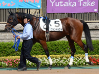 未勝利戦　パドック