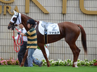 新馬戦　パドック