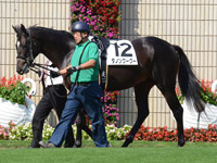 新馬戦　パドック
