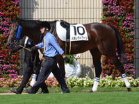 新馬戦　パドック