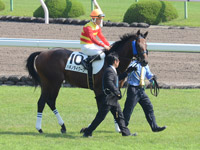新馬戦　本馬場入場
