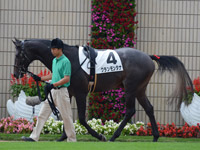 新馬戦　パドック