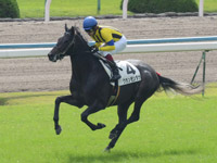 新馬戦　キャンター