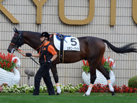 未勝利戦　パドック