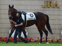 新馬戦　パドック