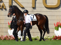 新馬戦　パドック