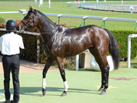 新馬戦　口取り
