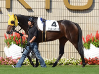 新馬戦　パドック