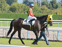 新馬戦　本馬場入場