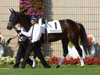 新馬戦　パドック