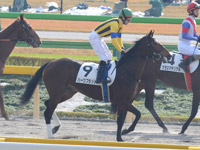 新馬戦　本馬場入場