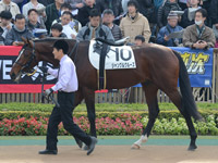 新馬戦　パドック