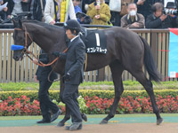 ベゴニア賞（500万）　パドック