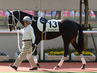 未勝利戦　パドック